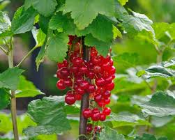 Attēlu rezultāti vaicājumam “Ribes rubrum fruit”