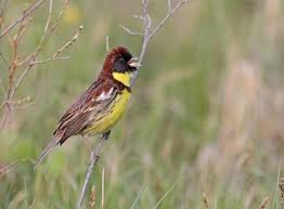 Image result for Emberiza aureola