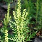 SEINet - Ambrosia psilostachya