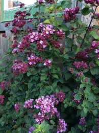 Image result for Origanum vulgare