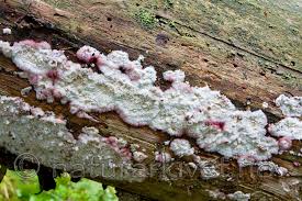 Attēlu rezultāti vaicājumam “Phlebia centrifuga”