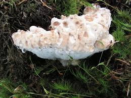 Attēlu rezultāti vaicājumam “Postia guttulata”