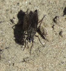 Attēlu rezultāti vaicājumam “Therevidae larva”