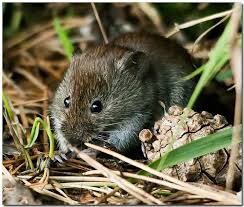 Attēlu rezultāti vaicājumam “Microtus agrestis”
