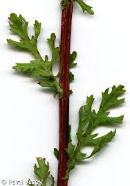 Attēlu rezultāti vaicājumam “Jacobaea vulgaris leaf”