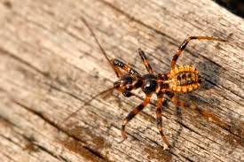 Attēlu rezultāti vaicājumam “Rhynocoris annulatus”