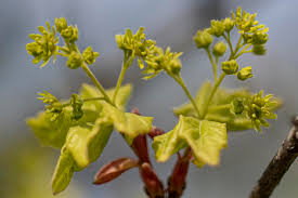 Attēlu rezultāti vaicājumam “Acer campestre flower”
