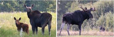 Attēlu rezultāti vaicājumam “Alces alces”