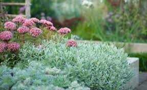 Image result for cerastium tomentosum