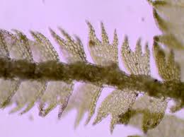 Attēlu rezultāti vaicājumam “Lepidozia reptans”