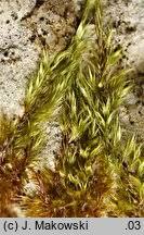 Attēlu rezultāti vaicājumam “Homomallium incurvatum”