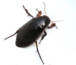 Attēlu rezultāti vaicājumam “Colymbetes striatus”