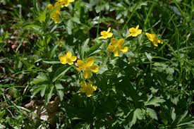 Attēlu rezultāti vaicājumam “Anemone ranunculoides”