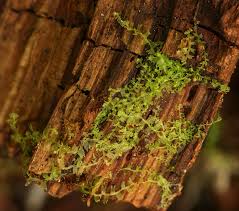 Attēlu rezultāti vaicājumam “Lophozia incisa”