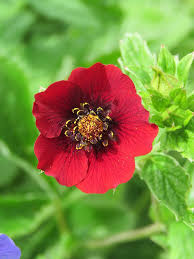 Attēlu rezultāti vaicājumam “Potentilla arenaria flower”