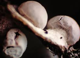 Attēlu rezultāti vaicājumam “Diderma rufostriatum spores”