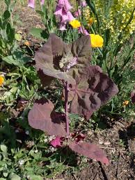 Image result for Atriplex hortensis