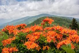 Attēlu rezultāti vaicājumam “Rhododendron calendulaceum”