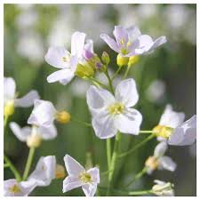 Attēlu rezultāti vaicājumam “Cardamine pratensis flower”