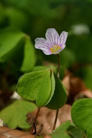 Attēlu rezultāti vaicājumam “Oxalis acetosella flower”