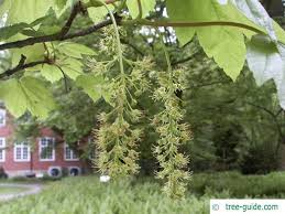 Attēlu rezultāti vaicājumam “Acer pseudoplatanus fo. purpurascens leaf”