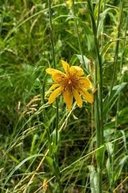 Attēlu rezultāti vaicājumam “Tragopogon pratensis subsp. pratensis leaf”