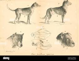 Attēlu rezultāti vaicājumam “Canis lupus familiaris”