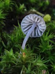 Attēlu rezultāti vaicājumam “Mycena pseudocorticola”