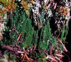 Attēlu rezultāti vaicājumam “Gymnocolea inflata”