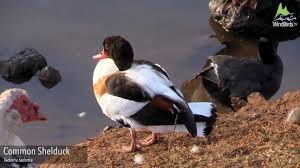 Attēlu rezultāti vaicājumam “Tadorna tadorna male”