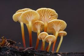 Attēlu rezultāti vaicājumam “Xeromphalina campanella”