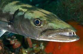 Image result for Sphyraena barracuda