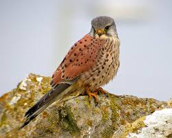 Attēlu rezultāti vaicājumam “Falco tinnunculus adult”