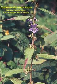 Image result for Campanula americana