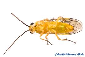 Attēlu rezultāti vaicājumam “Tenthredinidae”