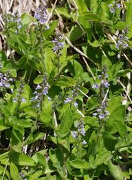Image result for Veronica officinalis