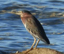 Image result for Butorides virescens