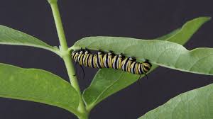 Image result for monarch caterpillar