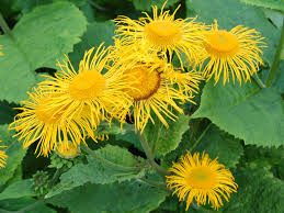 Image result for Telekia speciosa