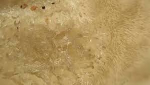 Attēlu rezultāti vaicājumam “Lycogala flavofuscum”