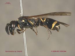 Attēlu rezultāti vaicājumam “Symmorphus sp.”