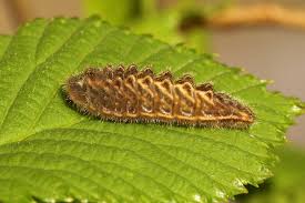 Attēlu rezultāti vaicājumam “Satyrium w-album”