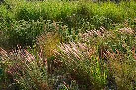 Attēlu rezultāti vaicājumam “Elymus caninus fruit”