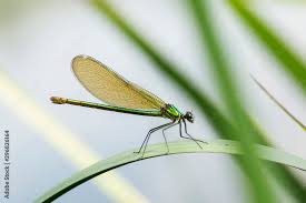 Attēlu rezultāti vaicājumam “Calopteryx splendens”
