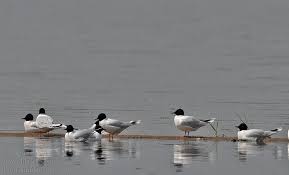 Attēlu rezultāti vaicājumam “Larus minutus”
