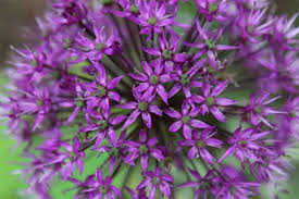 Attēlu rezultāti vaicājumam “Allium holandicum leaf”