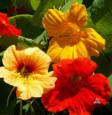 Image result for Tropaeolum majus