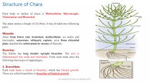 Attēlu rezultāti vaicājumam “Chara aspera male”
