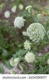 Attēlu rezultāti vaicājumam “Daucus sativus flower”