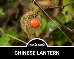 Attēlu rezultāti vaicājumam “Galega orientalis fruit”